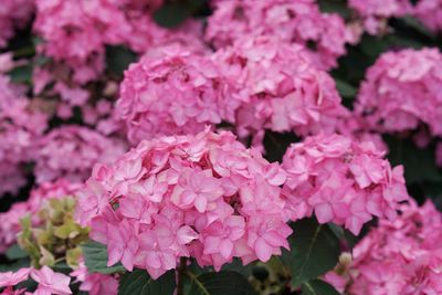 Hortensja piłkowana 'Flair &amp; Flavours® Frozen Smoothie Pink' Hydrangea serrata