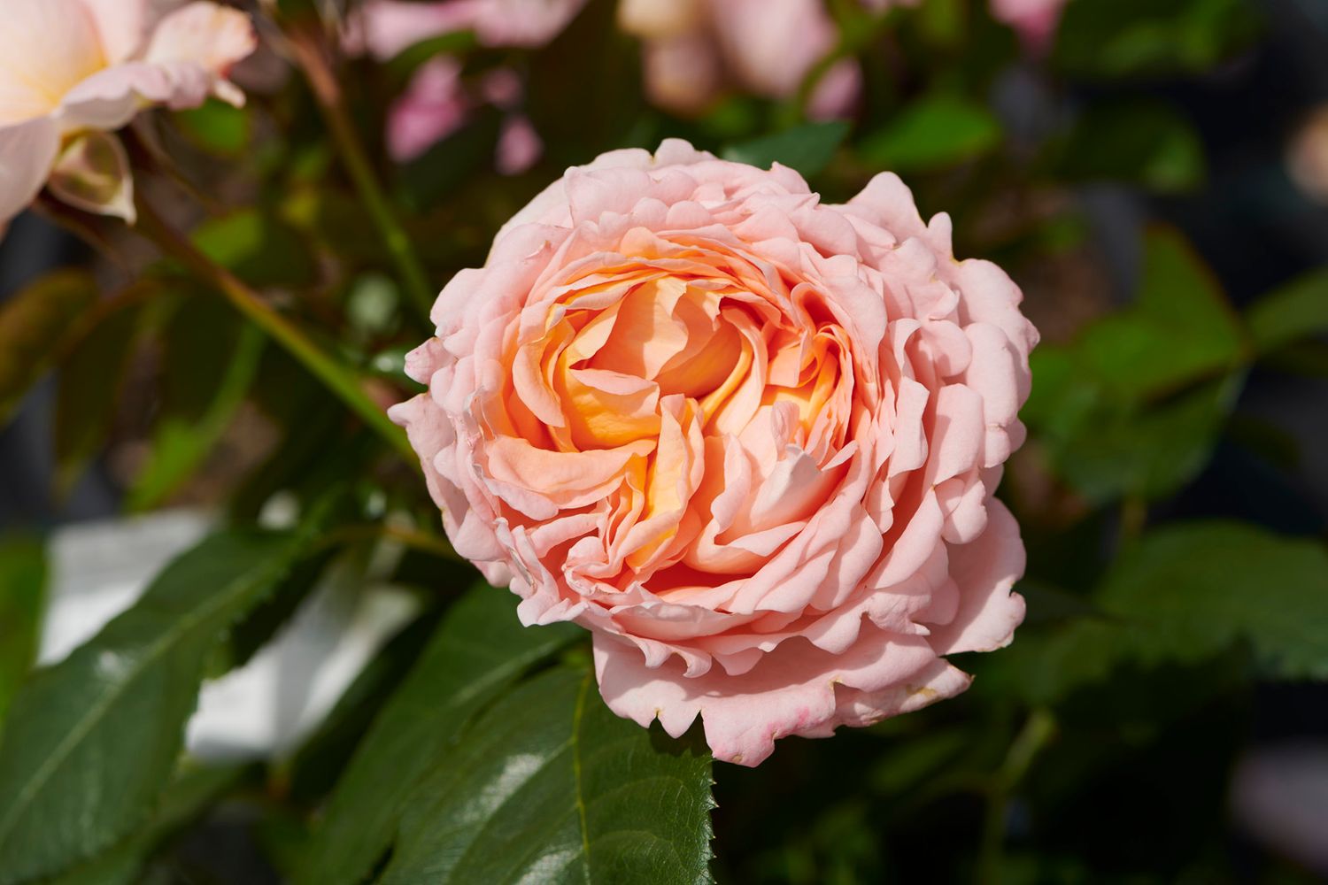 Róża stojąca 'Renaissance® Liisa™ Poulren036(N)' Rosa hybrida