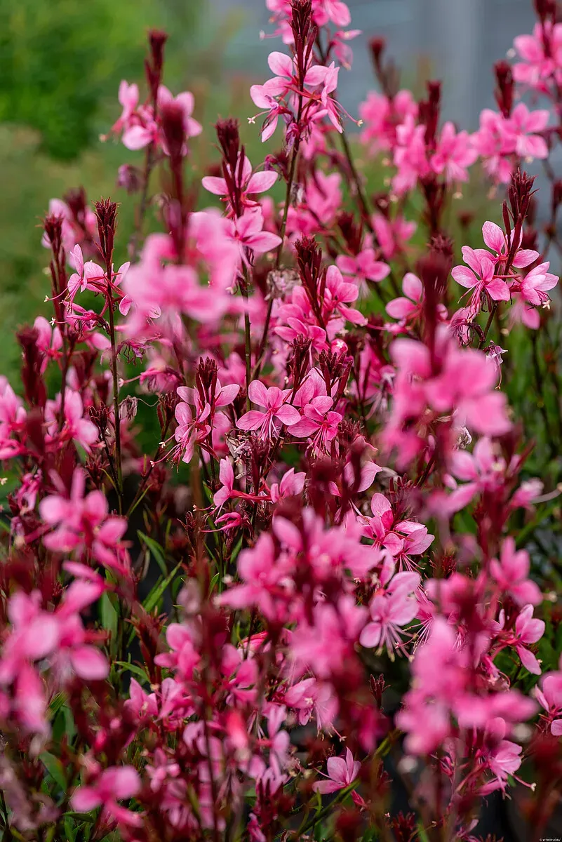 Gaura 'Baby Butterfly® Dark Pink' Gaura lindheimeri