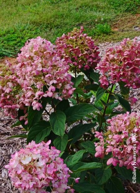 Hortensja bukietowa 'Tickled Pink'® Hydrangea paniculata