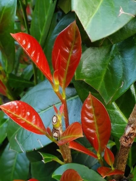 Laurowiśnia 'On Fire' Prunus laurocerasus