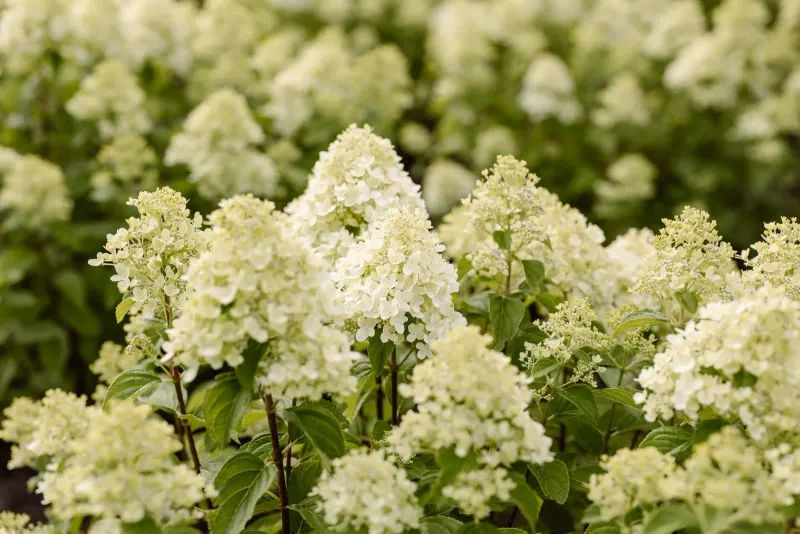Hortensja bukietowa 'Living Little Passion'® Hydrangea paniculata