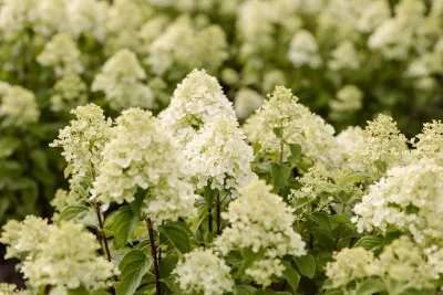 Hortensja bukietowa 'Living Little Passion'® Hydrangea paniculata