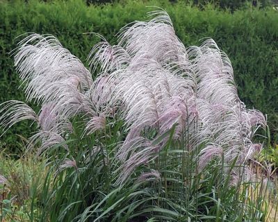 Miskant chiński 'Memory' Miscanthus sinensis