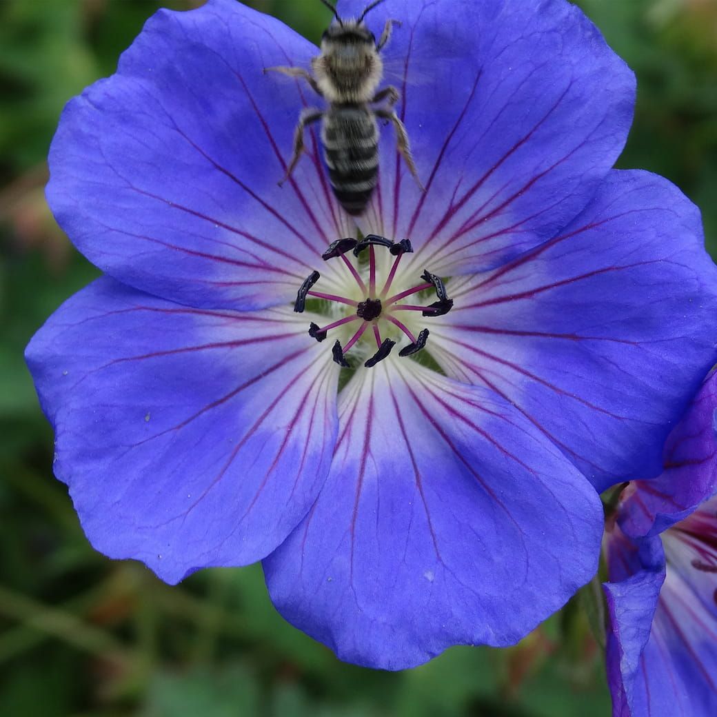 Bodziszek 'Rozanne®' Geranium hybrida
