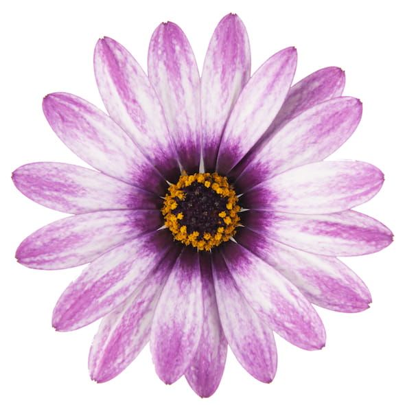 Stokrotka afrykańska 'Gwiezdny Blask' Osteospermum