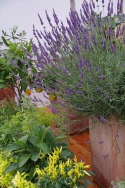 Lawenda wąskolistna 'Platinium Nico' Lavandula angustifolia