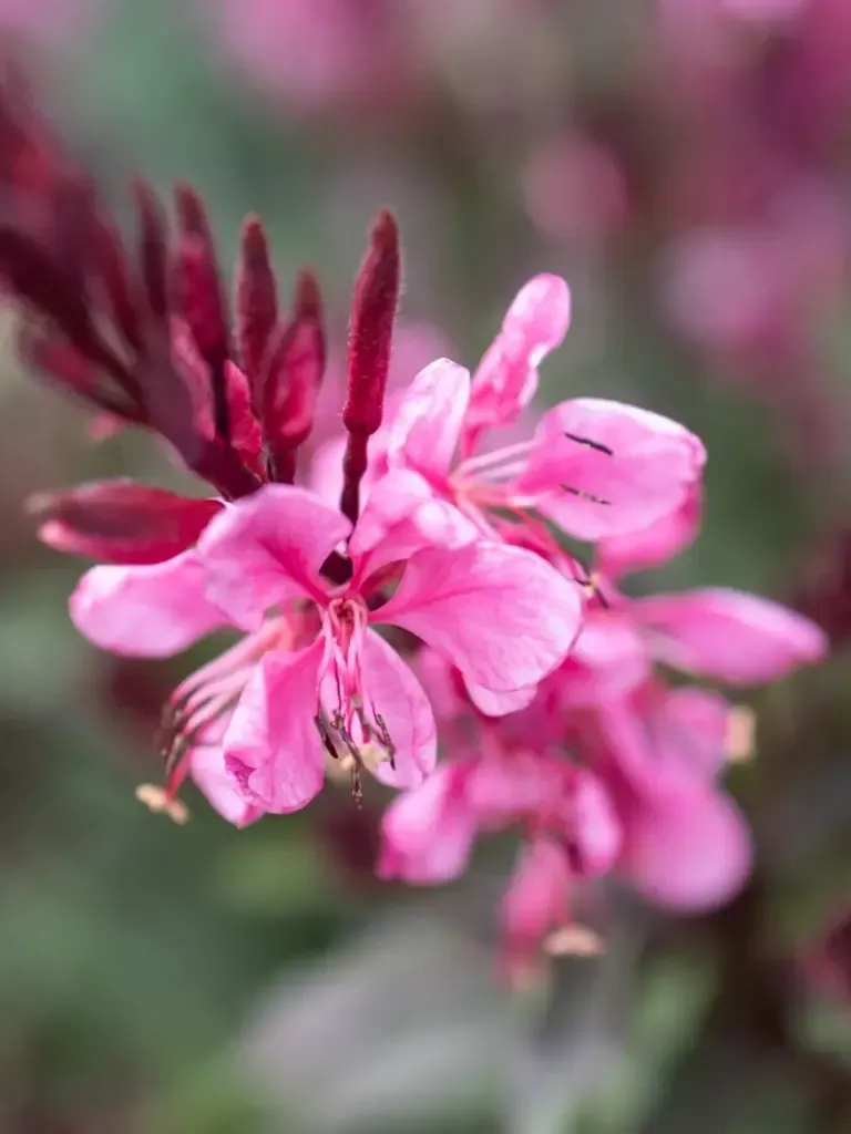 Gaura 'Flamingo Pink' Gaura lindheimeri
