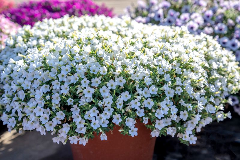 Petunia zwisająca 'Itsy White' Petunia hybrida