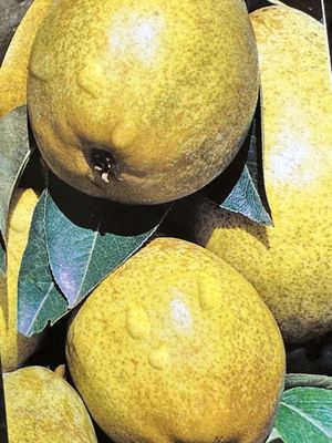 Grusza 'Bonkreta Williams' Klapsa Pyrus communis