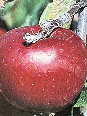 Jabłoń 'Malinowa Oberlandzka' Malus domestica