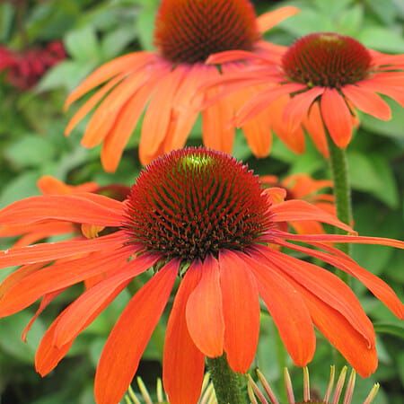 Jeżówka 'Julia' Echinacea hybrida