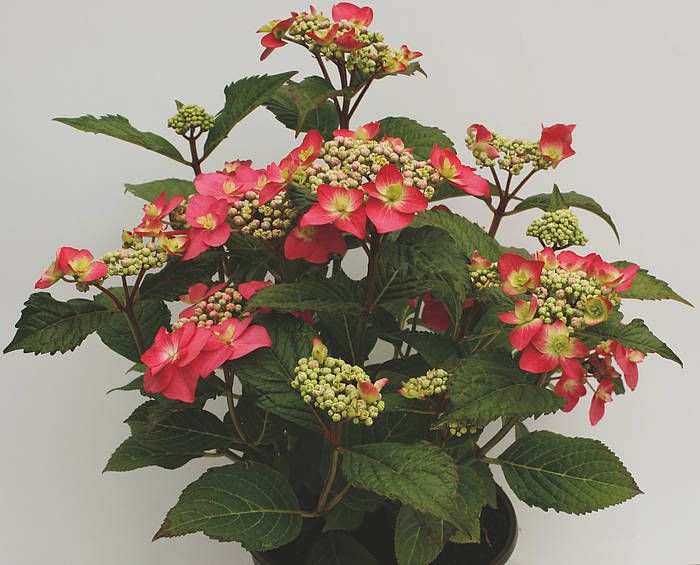 Hortensja piłkowana 'Flair &amp; Flavours® Strawberry 'n Cream' Hydrangea serrata