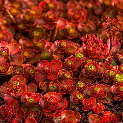Rozchodnik 'Dragons Blood' Sedum spurium