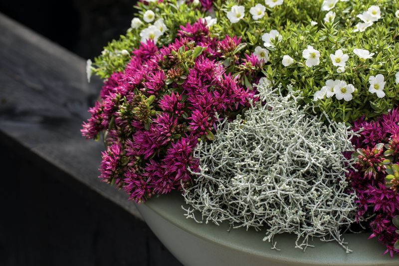 Rozchodnik 'Spot On Deep Rose' Sedum spurium