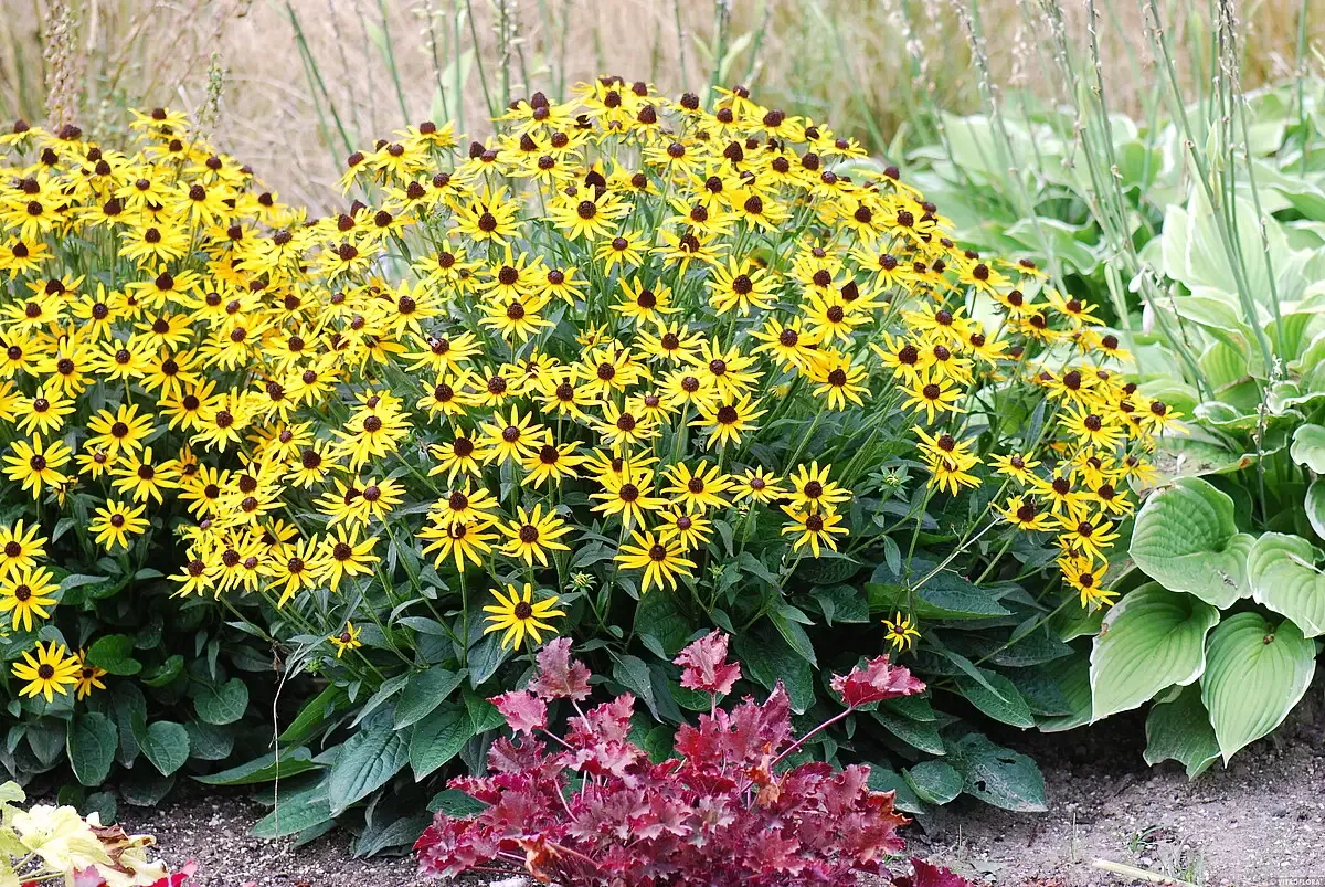 Rudbekia 'Little Goldstar' Rudbekia fulgida