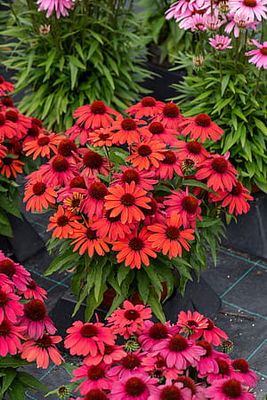 Jeżówka 'SunMagic Vintage Ruby' Echinacea hybrida