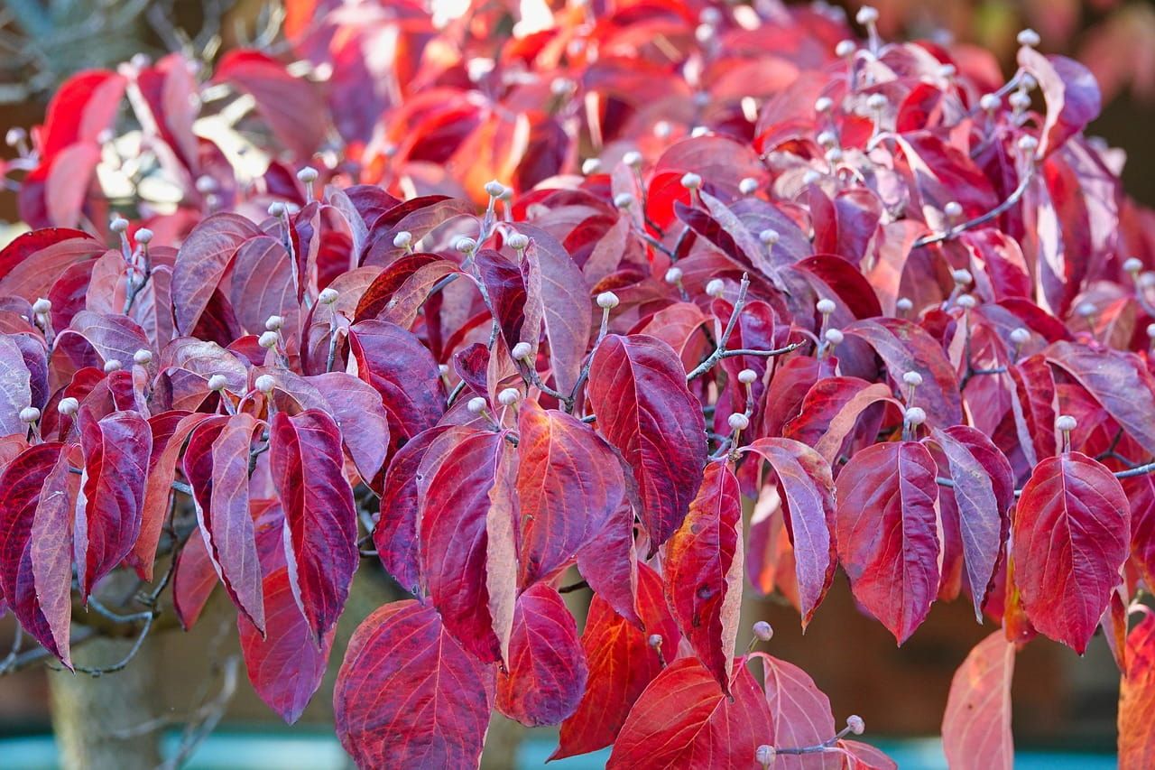 Dereń biały 'Baton Rogue' Cornus alba