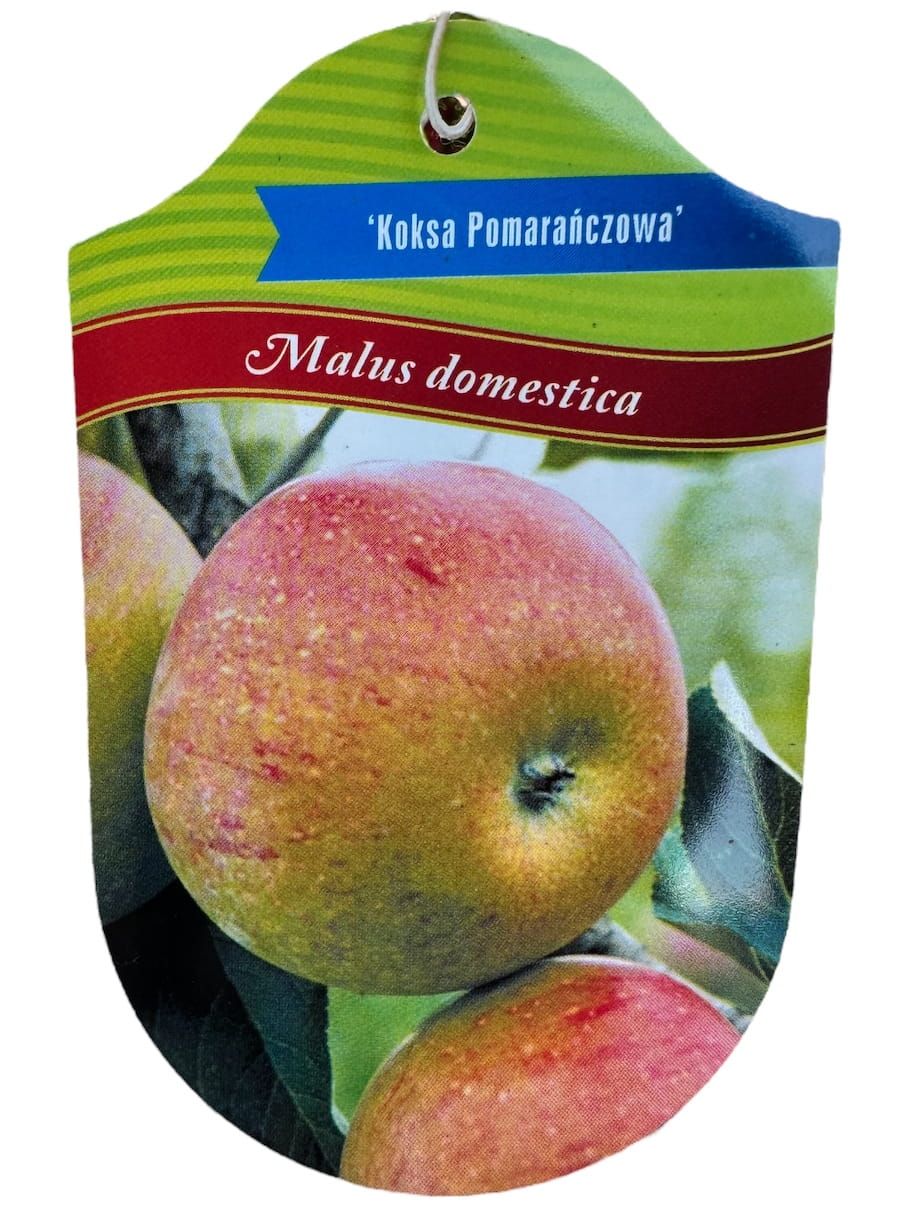 Jabłoń 'Koksa Pomarańczowa' Malus domestica