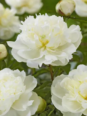 Piwonia chińska 'Duchesse De Nemours' Peonia lactiflora