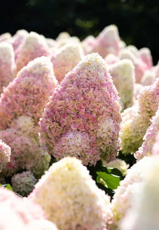 Hortensja bukietowa 'Living Summer Love'® Hydrangea paniculata
