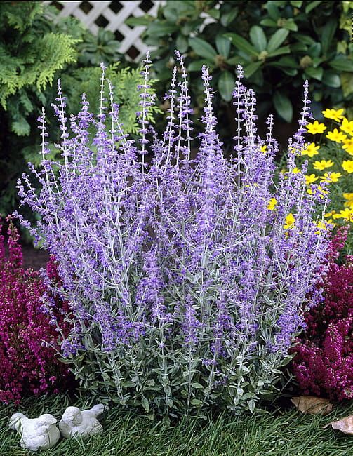Perowskia łobodolistna 'Little Spire' Perovskia atriplicifolia