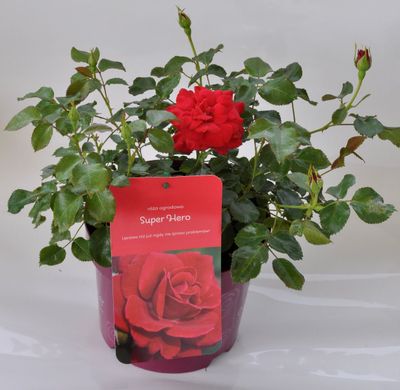 Róża 'Easy Elegance® Super Hero' Rosa hybrida