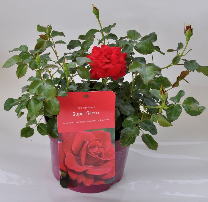 Róża 'Easy Elegance® Super Hero' Rosa hybrida