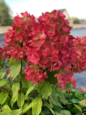 Hortensja bukietowa 'Diamant Rogue'® Hydrangea paniculata