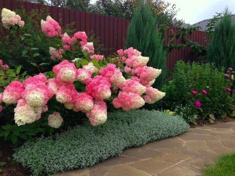 Hortensja bukietowa 'Sundae Fraise'® Hydrangea paniculata