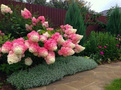 Hortensja bukietowa 'Sundae Fraise'® Hydrangea paniculata