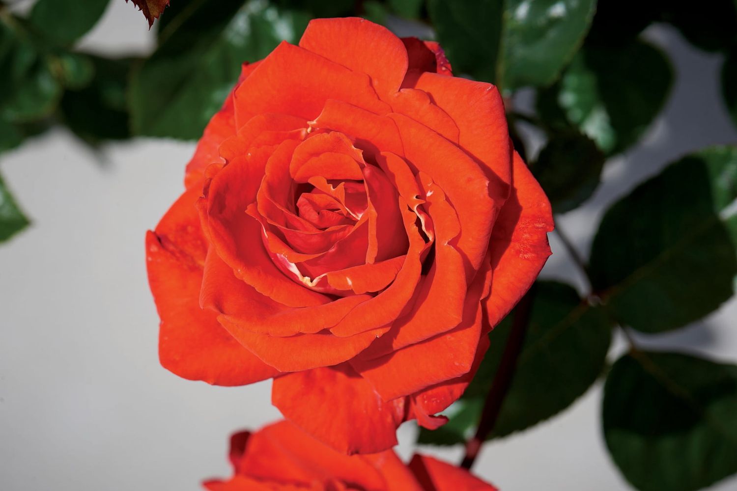 Róża stojąca 'Renaissance® Odelia™ Poulren031(N)' Rosa hybrida