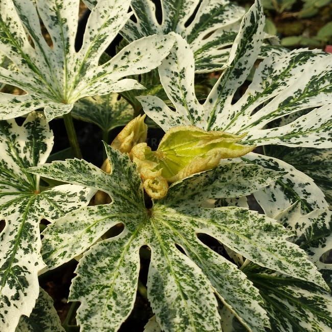 Fatsia 'Spider's Web' Fatsia japonica