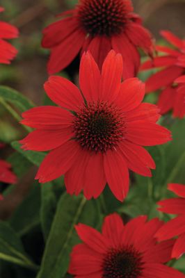 Jeżówka 'Sombrero® Salsa Red' Echinacea hybrida