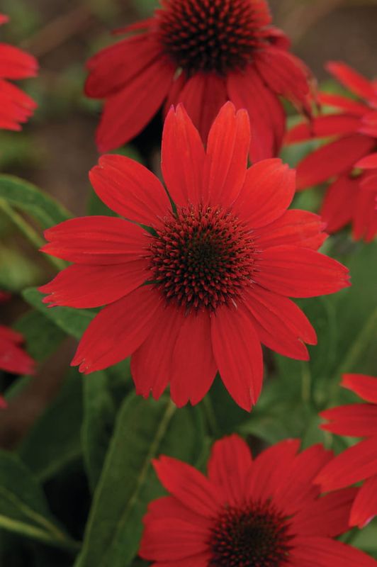 Jeżówka 'Sombrero® Salsa Red' Echinacea hybrida