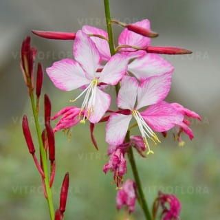 Gaura 'Rosy Jane' Gaura lindheimeri