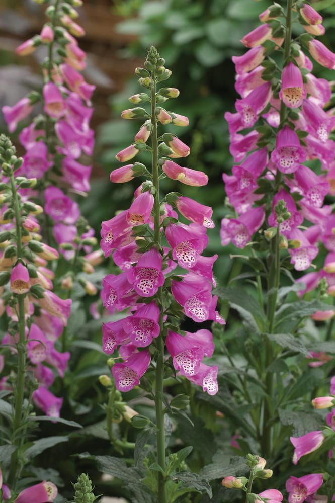 Naparstnica 'Panther Pink' Digitalis hybrida