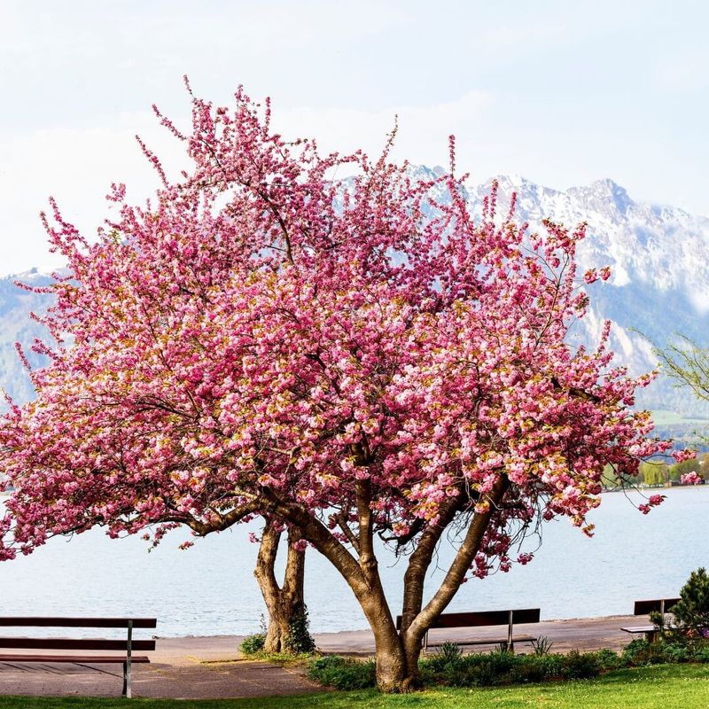 Wiśnia piłkowana na pniu 'Kanzan' Prunus serrulata