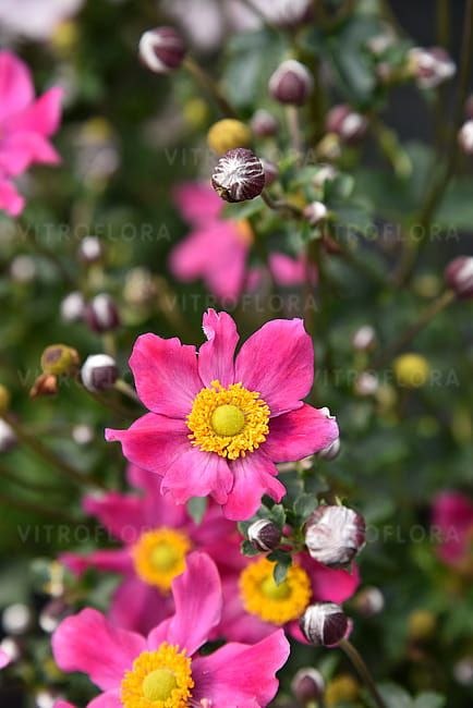 Zawilec japoński 'Summer Breeze Vibrant Pink' Anemone