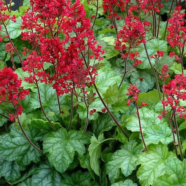 Żurawka 'Tokyo' Heuchera