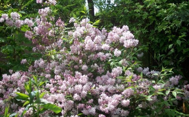Żylistek mieszańcowy 'Pink Pom Pom' Deutzia