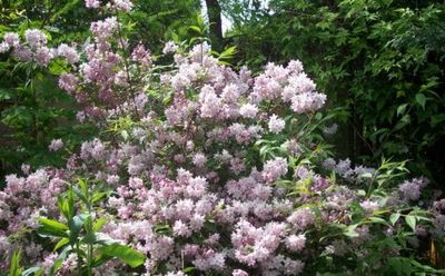 Żylistek mieszańcowy 'Pink Pom Pom' Deutzia