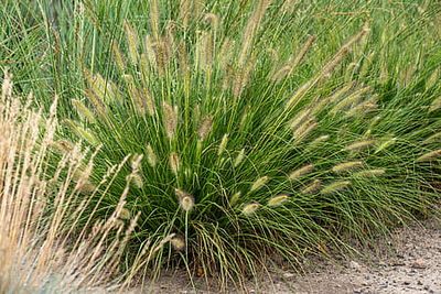 Rozplenica 'Gelbstiel' Pennisetum alopecuroides