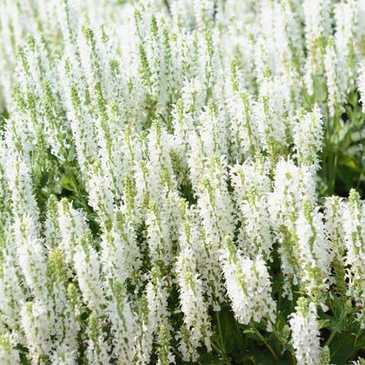 Szałwia omszona alba 'Adrian' Salvia nemorosa
