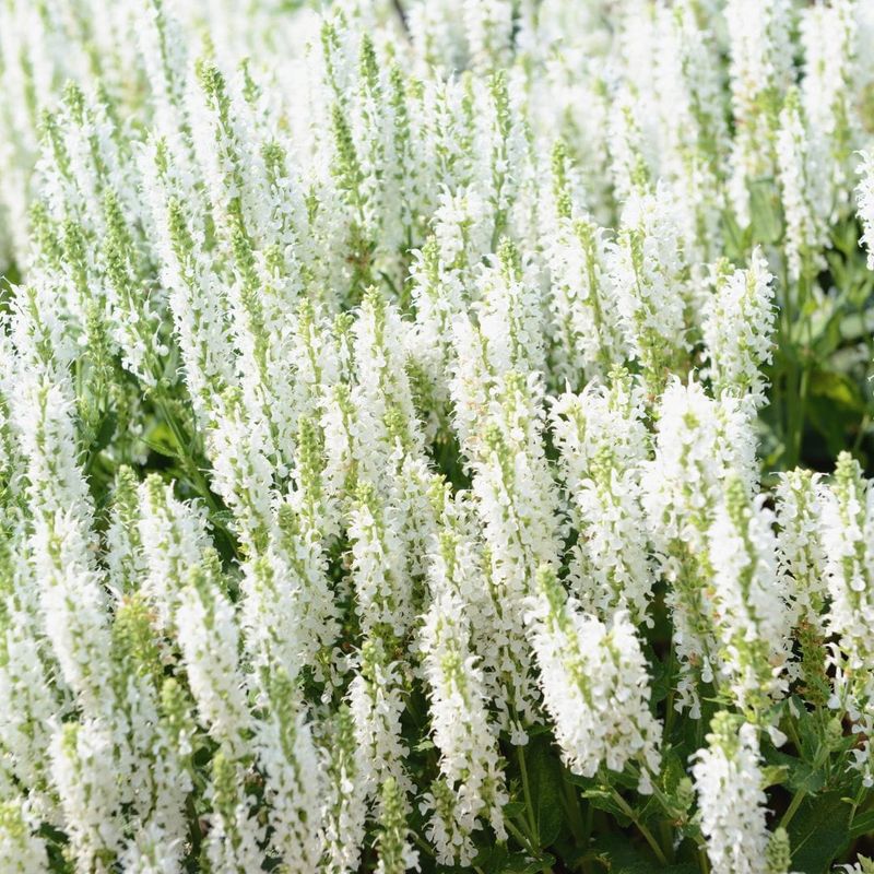 Szałwia omszona alba 'Adrian' Salvia nemorosa