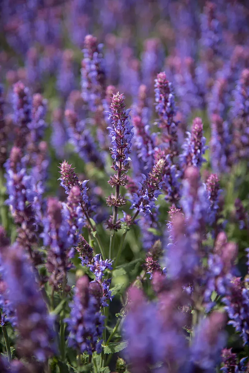 Szałwia omszona 'Salute Ice Blue' Salvia nemorosa