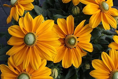 Rudbekia 'Sunbeckia® Ophelia' Rudbeckia hirta