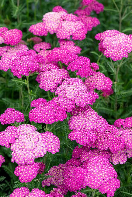 Krwawnik 'Skysail Bright Pink' Achillea millefolium