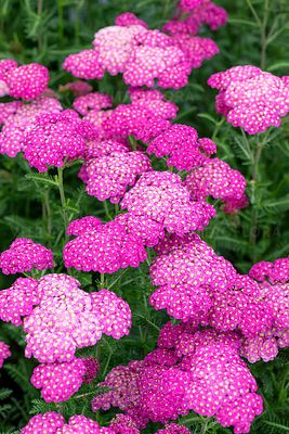 Krwawnik 'Skysail Bright Pink' Achillea millefolium