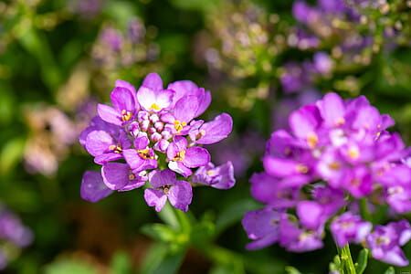 Ubiorek 'Absolutely Amethyst' Iberis sempervirens